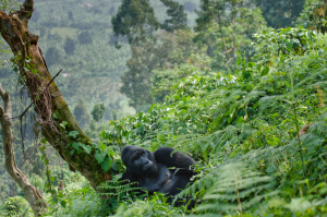 Visiting The Congolese Gorillas In Virunga National Park Tour